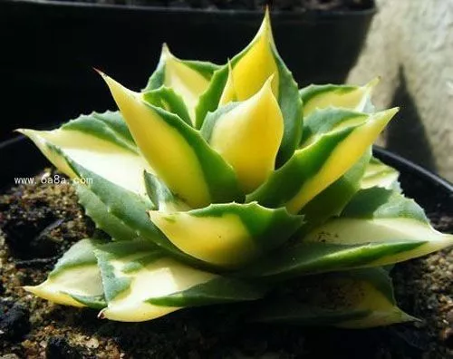 改善多肉土壤养护秘笈：软水浇花法