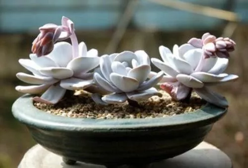 改善多肉土壤养护秘笈：软水浇花法