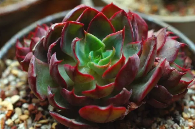 改善多肉土壤养护秘笈：软水浇花法