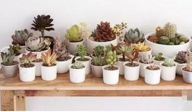 改善多肉土壤养护秘笈：软水浇花法