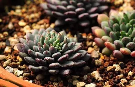 改善多肉土壤养护秘笈：软水浇花法