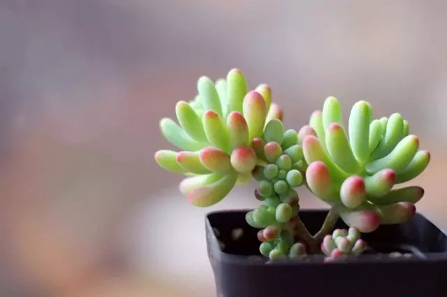 改善多肉土壤养护秘笈：软水浇花法