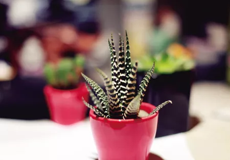 改善多肉土壤养护秘笈：软水浇花法