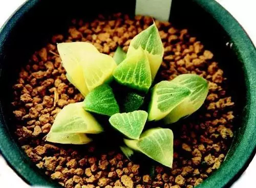 改善多肉土壤养护秘笈：软水浇花法