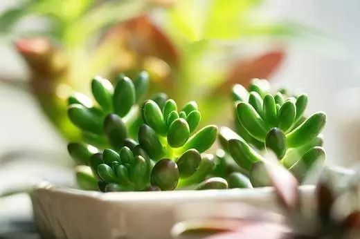 改善多肉土壤养护秘笈：软水浇花法