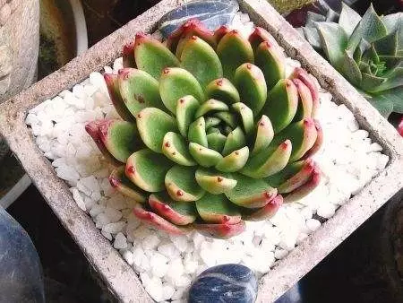 改善多肉土壤养护秘笈：软水浇花法