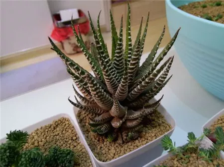 改善多肉土壤养护秘笈：软水浇花法