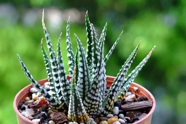 改善多肉土壤养护秘笈：软水浇花法