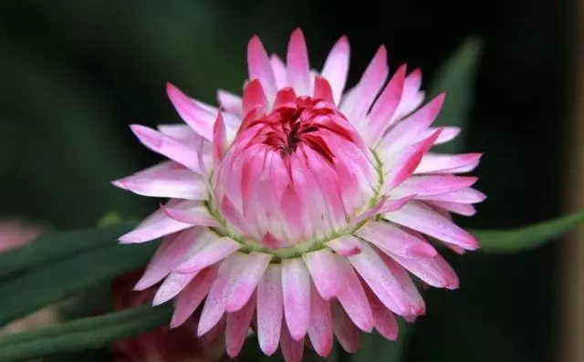 麦秆菊的种植、养护方法！