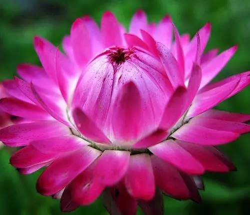 麦秆菊的种植、养护方法！