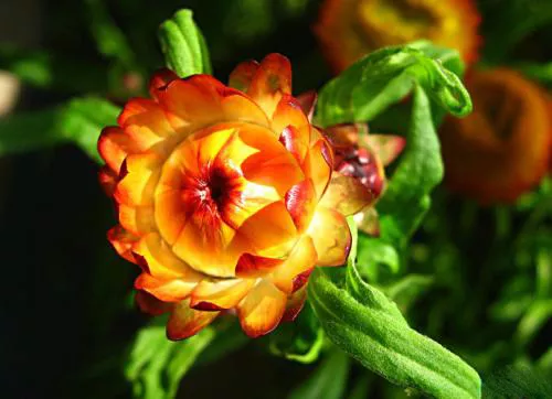 麦秆菊的种植、养护方法！