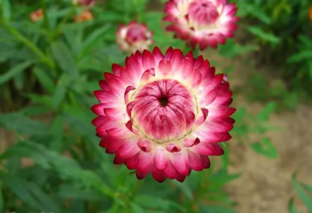 麦秆菊的种植、养护方法！