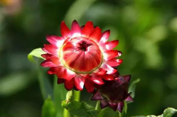 麦秆菊的种植、养护方法！