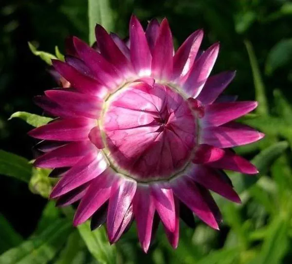 麦秆菊的种植、养护方法！