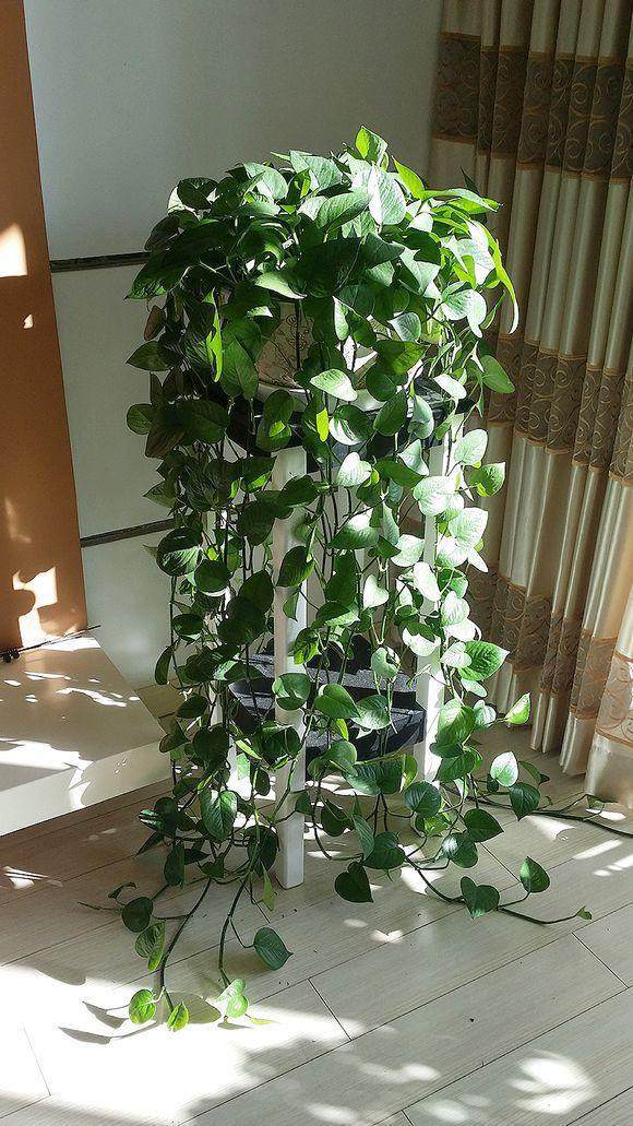 养护绿萝，怎么养都不如隔壁王婶用的那瓢水