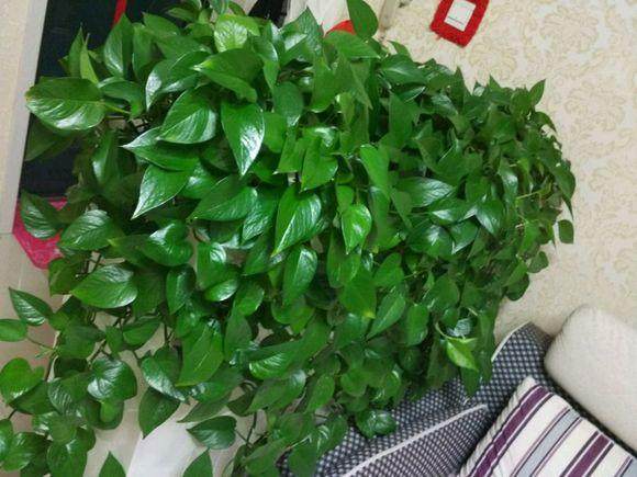 养护绿萝，怎么养都不如隔壁王婶用的那瓢水