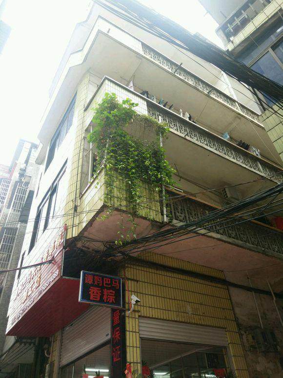 养护绿萝，怎么养都不如隔壁王婶用的那瓢水