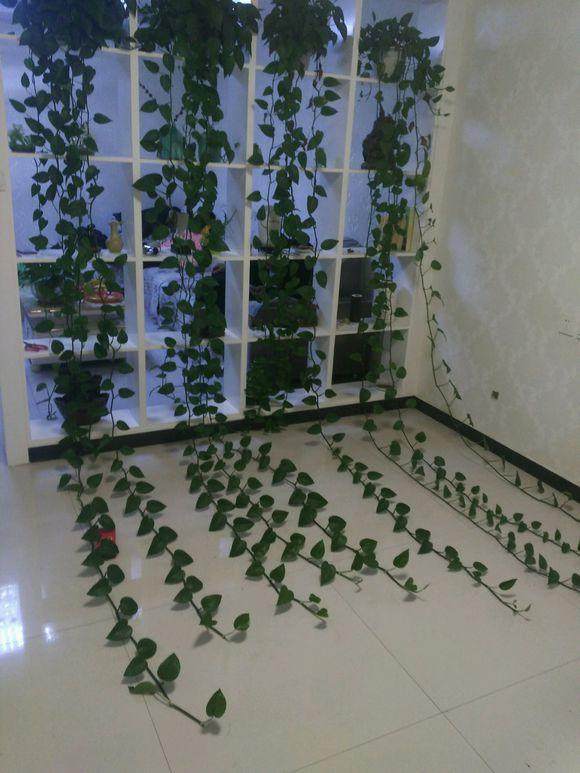 养护绿萝，怎么养都不如隔壁王婶用的那瓢水