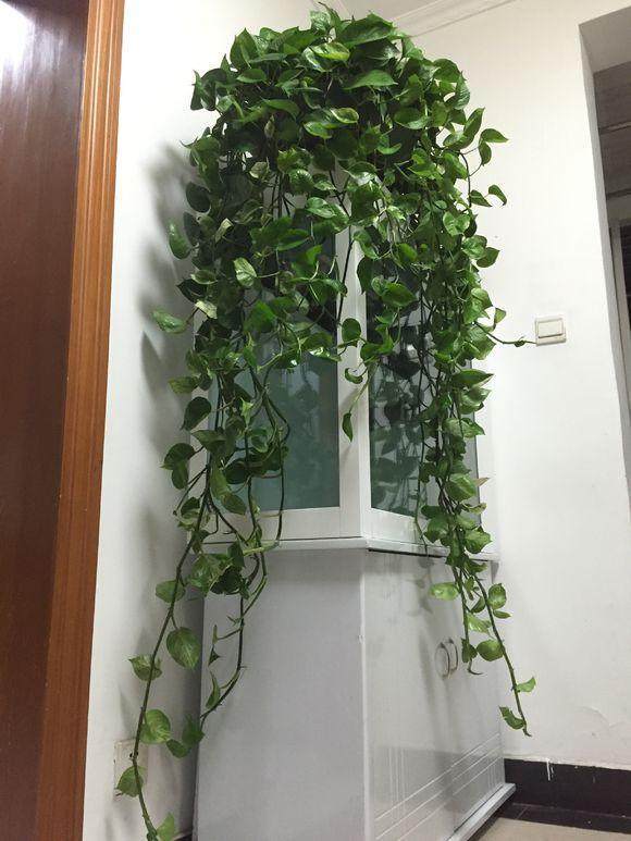 养护绿萝，怎么养都不如隔壁王婶用的那瓢水