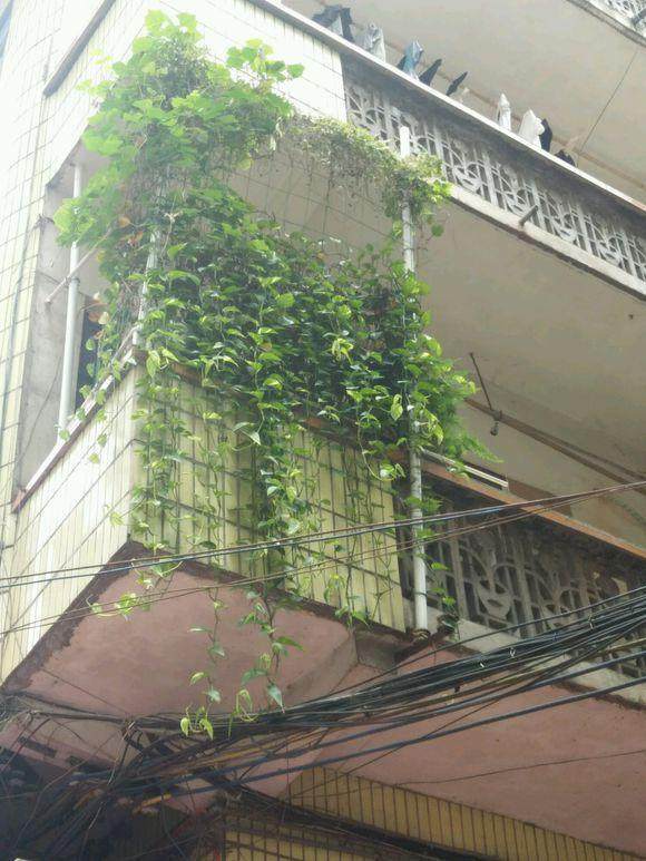 养护绿萝，怎么养都不如隔壁王婶用的那瓢水