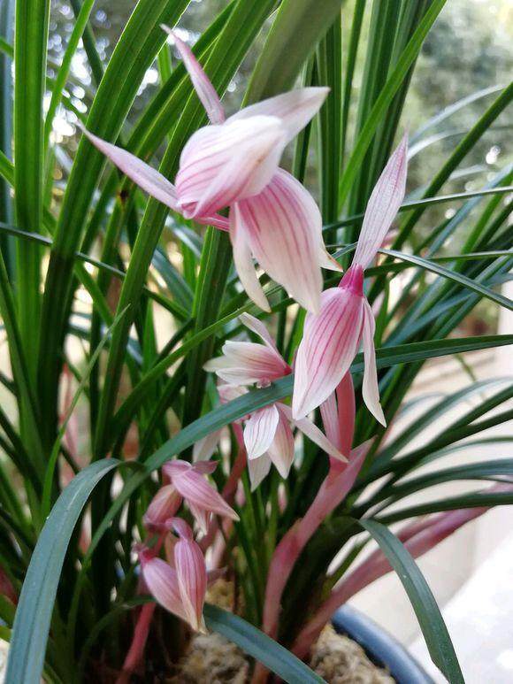 养护兰花，学会用2种粉末，来年开花上100朵