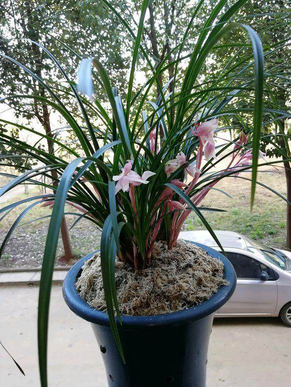 养护兰花，学会用2种粉末，来年开花上100朵