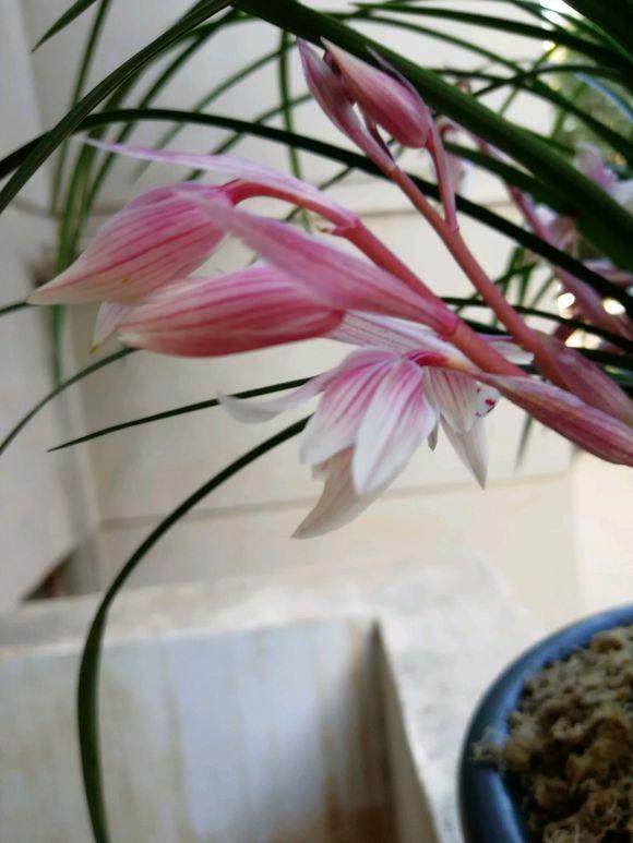 养护兰花，学会用2种粉末，来年开花上100朵