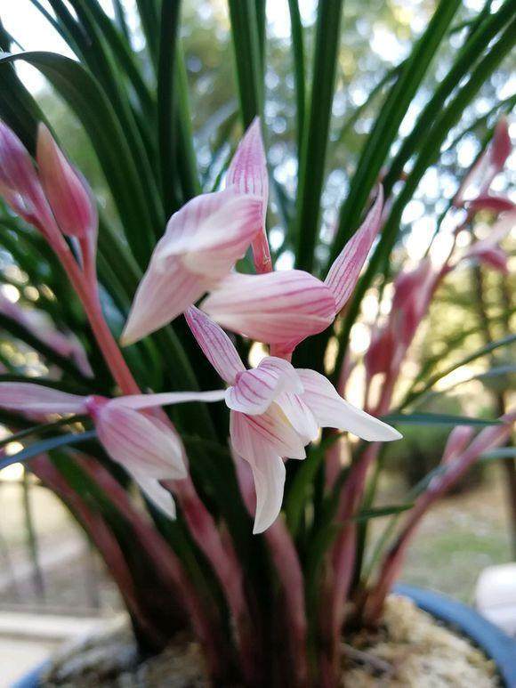 养护兰花，学会用2种粉末，来年开花上100朵