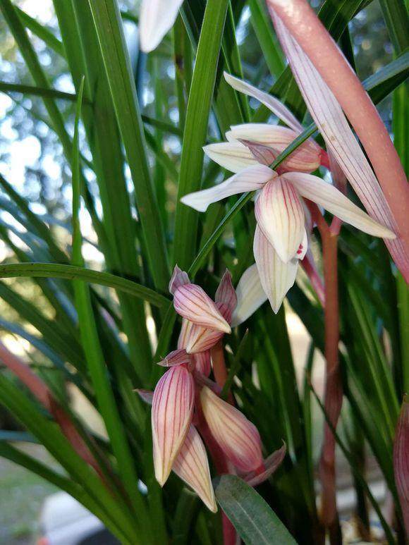 养护兰花，学会用2种粉末，来年开花上100朵