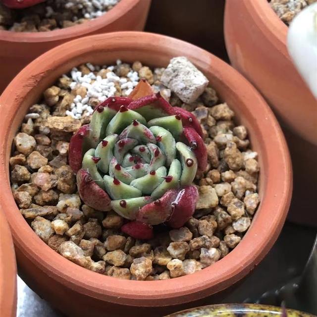 听我一句劝，惊蛰后，养护多肉，这件事不能忘