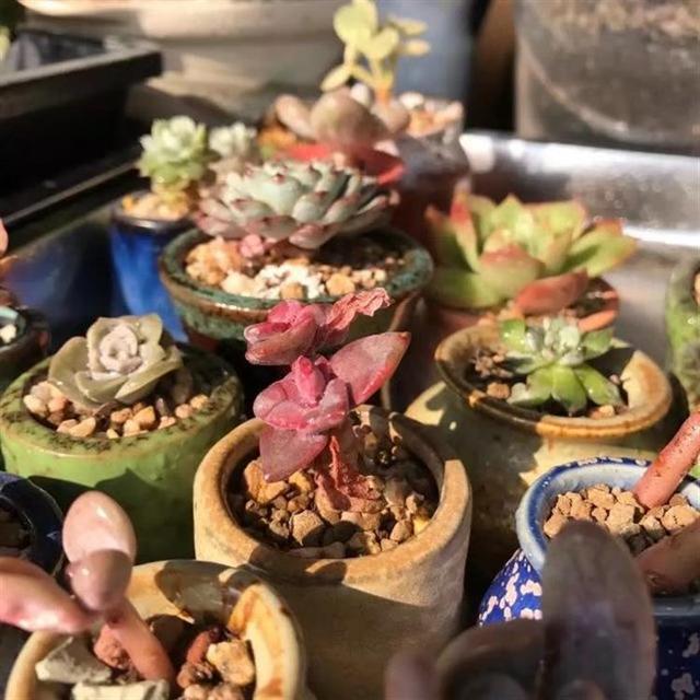 听我一句劝，惊蛰后，养护多肉，这件事不能忘