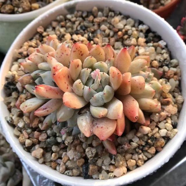 听我一句劝，惊蛰后，养护多肉，这件事不能忘