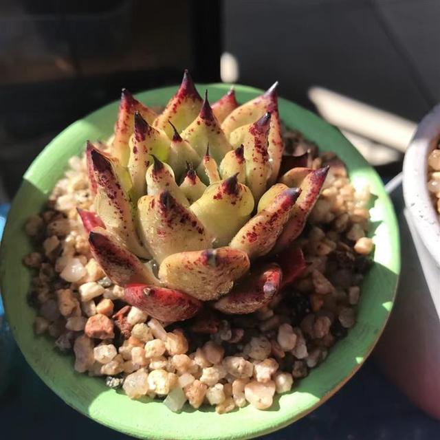 听我一句劝，惊蛰后，养护多肉，这件事不能忘