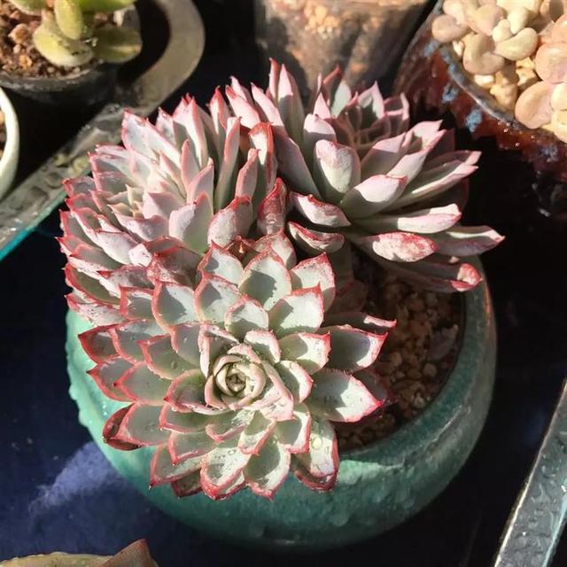 听我一句劝，惊蛰后，养护多肉，这件事不能忘