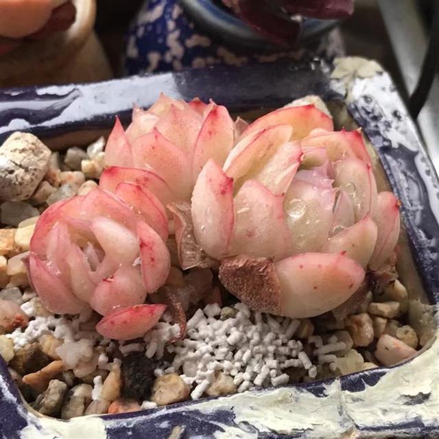 听我一句劝，惊蛰后，养护多肉，这件事不能忘