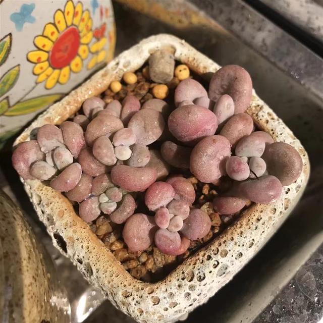 听我一句劝，惊蛰后，养护多肉，这件事不能忘