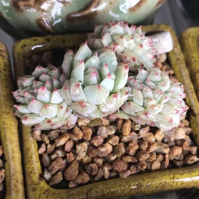 听我一句劝，惊蛰后，养护多肉，这件事不能忘