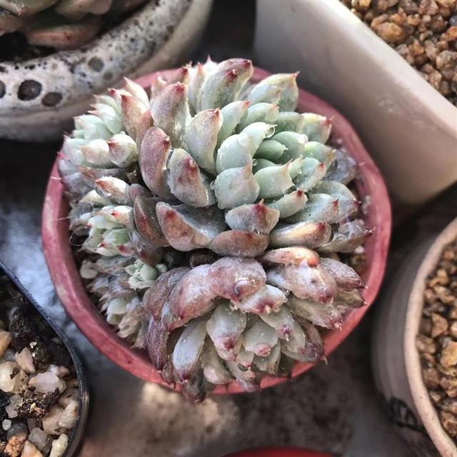 听我一句劝，惊蛰后，养护多肉，这件事不能忘