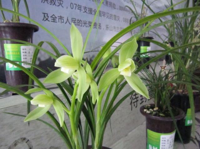 花友都说兰花不好养护,但你只要做到这3点,冬天也能花开不断