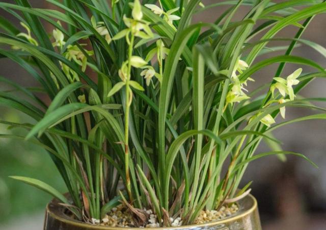 花友都说兰花不好养护,但你只要做到这3点,冬天也能花开不断