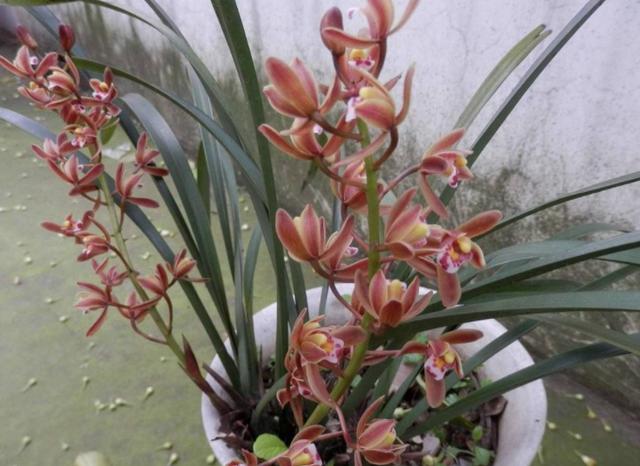 花友都说兰花不好养护,但你只要做到这3点,冬天也能花开不断