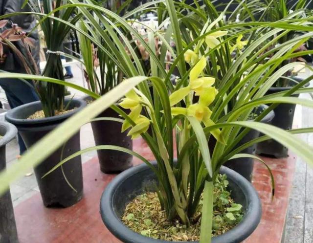 花友都说兰花不好养护,但你只要做到这3点,冬天也能花开不断