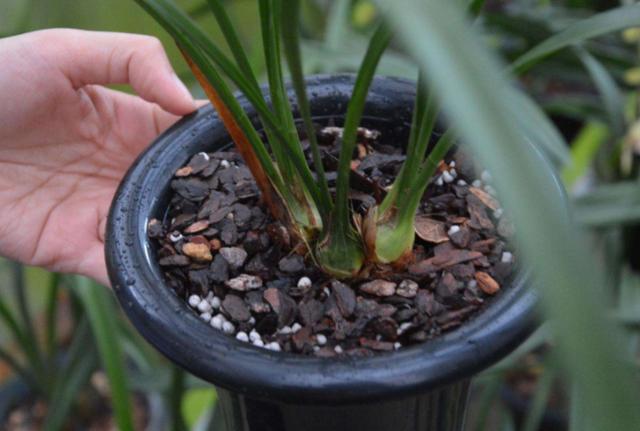 花友都说兰花不好养护,但你只要做到这3点,冬天也能花开不断