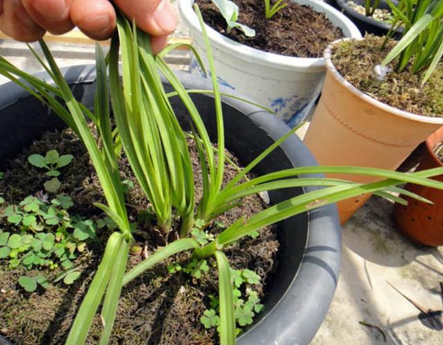 花友都说兰花不好养护,但你只要做到这3点,冬天也能花开不断