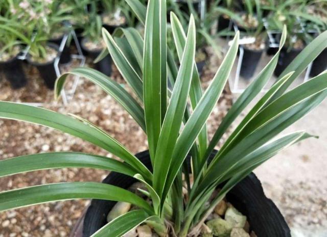 花友都说兰花不好养护,但你只要做到这3点,冬天也能花开不断