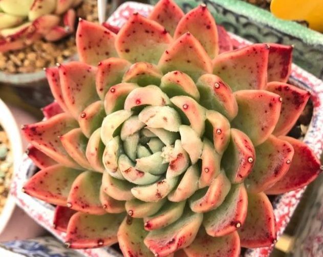 多肉植物2月份的养护与管理,停止施肥很重要,提高多肉存活率