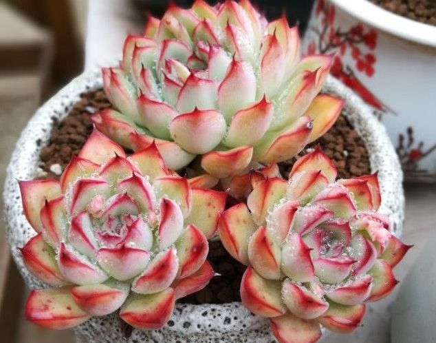 多肉植物2月份的养护与管理,停止施肥很重要,提高多肉存活率