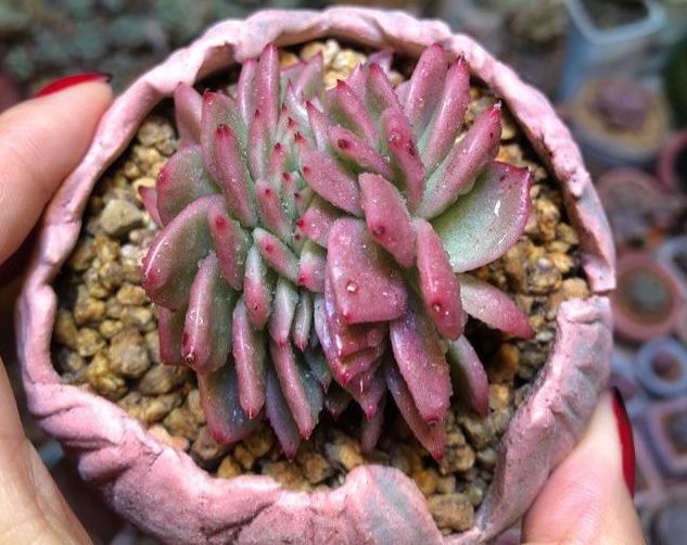 多肉植物2月份的养护与管理,停止施肥很重要,提高多肉存活率