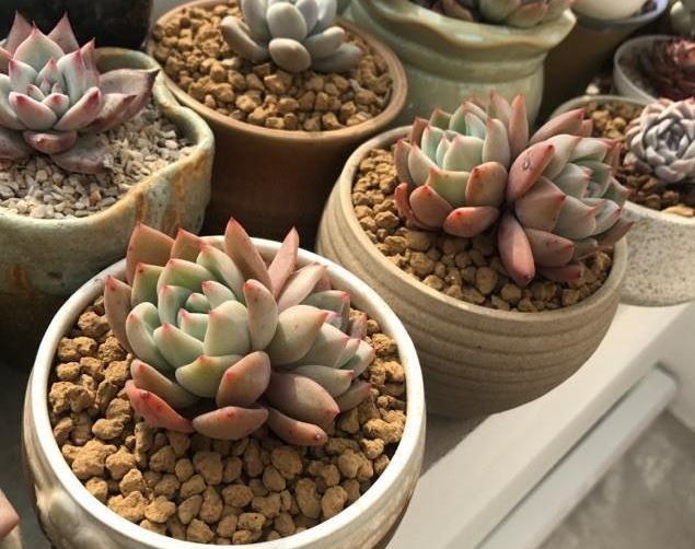 多肉植物2月份的养护与管理,停止施肥很重要,提高多肉存活率