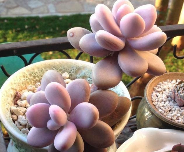 多肉植物2月份的养护与管理,停止施肥很重要,提高多肉存活率